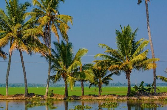 Kerala Tour Packages